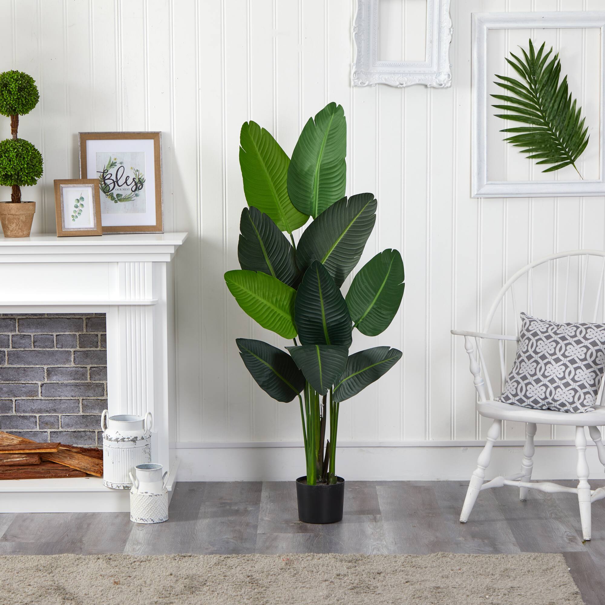 4.8ft. Potted Traveler's Palm Tree